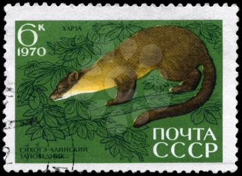 USSR - CIRCA 1970: A Stamp printed in USSR shows image of a Pine Marten from the series Animals from the Sikhote-Alin Reserve, circa 1970