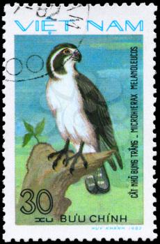 VIETNAM - CIRCA 1982: A Stamp shows image of a Pied Falconet with the inscription Microhierax melanoleucos from the series Birds of prey, circa 1982