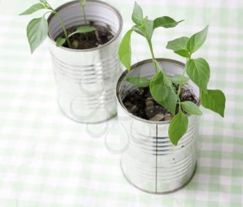 Royalty Free Photo of Plants in Tin Cans