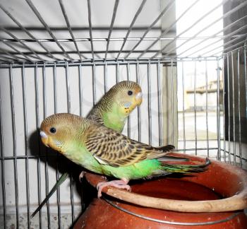 Parakeet Stock Photo