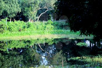 Sundarban Stock Photo