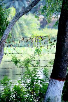 Sundarban Stock Photo