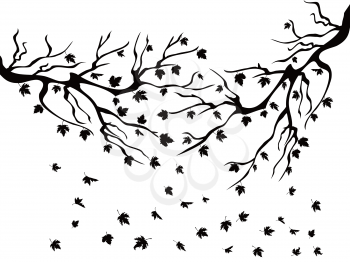 isolated black maples falling on white background