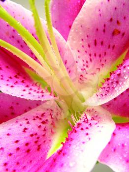 Royalty Free Photo of a Pink Lily