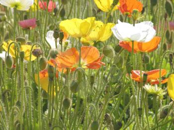 Royalty Free Photo of Blooming Poppies