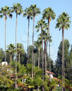 Royalty Free Photo of Palm Trees in Hollywood