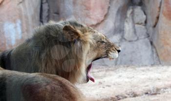 Royalty Free Photo of a Lion Yawning