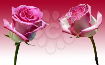 Royalty Free Photo of Pink Roses