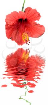 Royalty Free Photo of a Hibiscus Flower