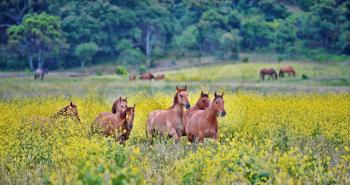 Royalty Free Photo of Wild Horses