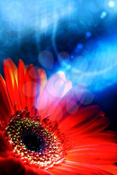 abstract summer backgrounds with gerbera flower