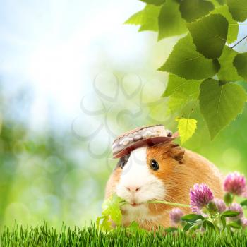 Abstract natural backgrounds with funny guinea pig