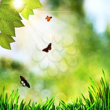 beauty natural backgrounds with green grass and butterfly