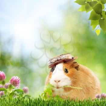 Summer natural backgrounds with funny guinea pig