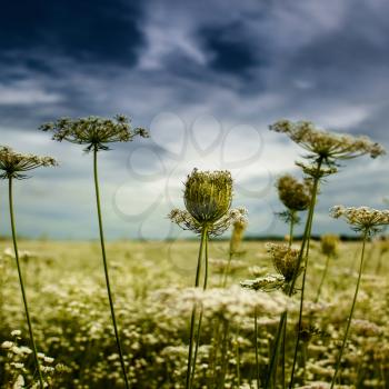 Royalty Free Photo of Weeds and a Threatening Sky