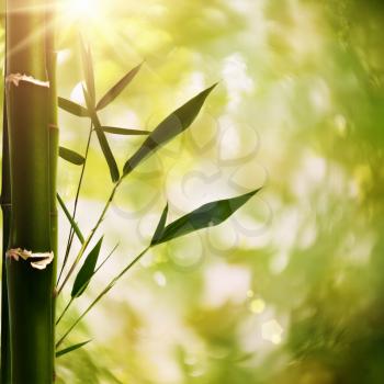 Royalty Free Photo of Bamboo and a Bokeh Background