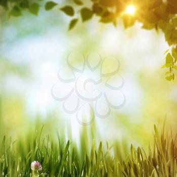 Summer forest, abstract natural backgrounds