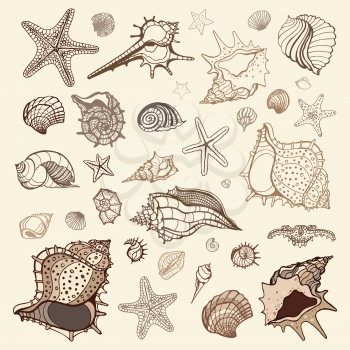 Sea shells collection. Handdrawn vector illustration