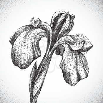 Flower. Black and white Dotwork. Vintage engraved illustration style