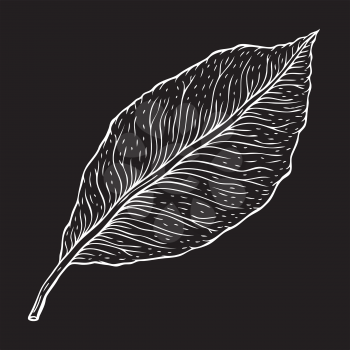 Beautiful detailed leaf. Botanical Hand drawn Vector Outline leaves, isolated on white background. Hand drawn Monochrome realistic illustration