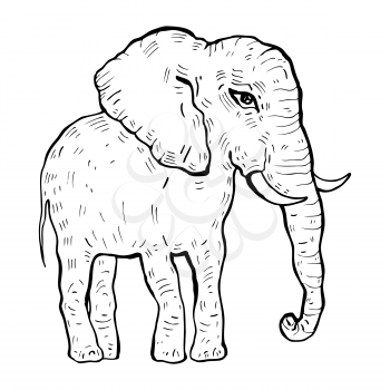 Elephant. Hand drawn Vector illustration, White background