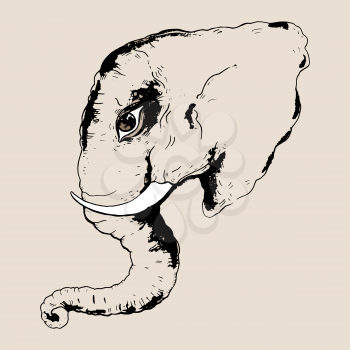 Head of elephant. Hand drawn Vector illustration