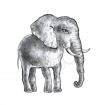 Elephant. Hand drawn, hand painted watercolor illustration. White background