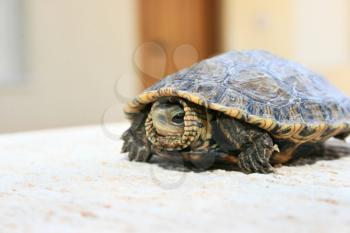 Royalty Free Photo of a Turtle