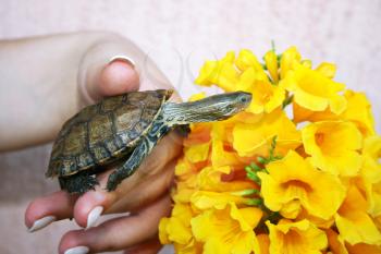 Royalty Free Photo of a Woman Holding a Turtle