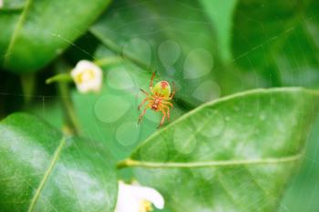 Royalty Free Photo of a Spider