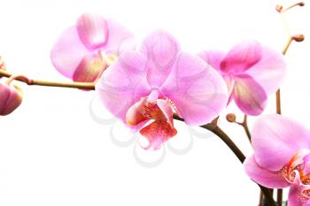 Royalty Free Photo of Pink Orchids