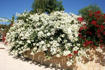 Royalty Free Photo of Bougainvillea Flowers