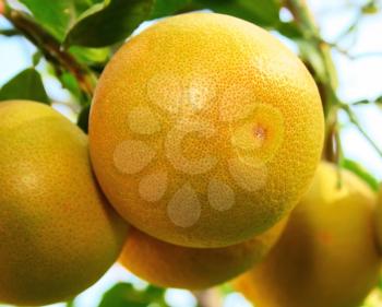 Royalty Free Photo of Grapefruits in a Tree