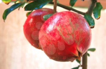 Royalty Free Photo of Pomegranates 