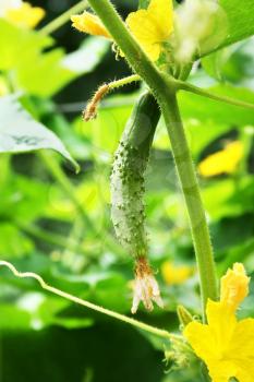 Royalty Free Photo of Cucumbers Growing on a Plant