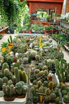 Royalty Free Photo of a Bunch of Cactus Plants