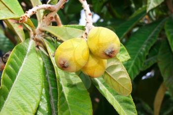 Royalty Free Photo of Ripe Loquat in a Tree