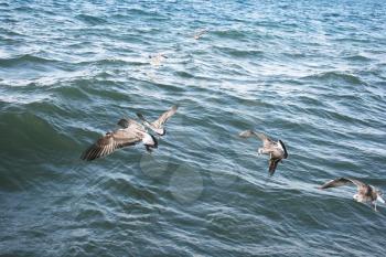 Royalty Free Photo of Seagulls Flying Over Lake Sevan