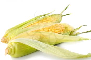 Corn cobs isolated on white background.