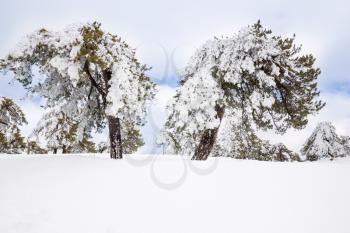 Winter scene on Troodos mountains in Cyprus.