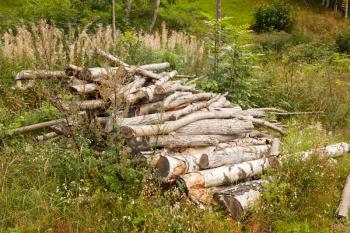 Dry logs in the forest in Norway.