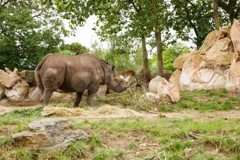 The big rhinoceros eating the food in zoo.