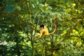 Squirrel monkey (Saimiri boliviensis) sitting on the tree branch with green leaves. 