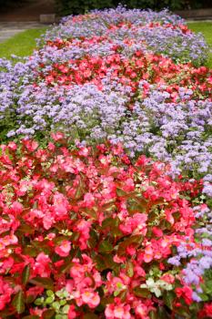 Colorful flowers in the park in Oslo, Norway.