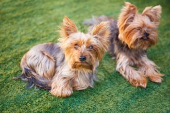 Two yorkshire terriers sitting on the grass in the garden.