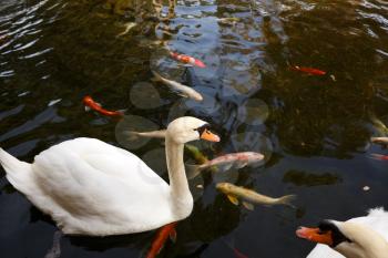 White swans on the water and koi fish in the pond.