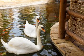 Two white swans swimming on the pond.