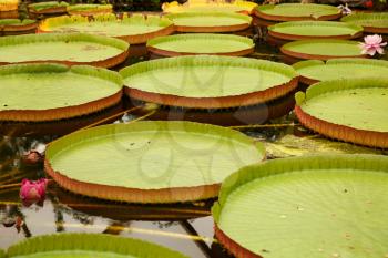 Waterlily leaves and flowers on the pond water.