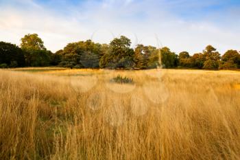 Landscape with trees and golden field in sunny summer day in Richmond Park, London, UK.