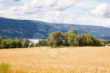Landscape with wheat field, trees and mountains in Norway.